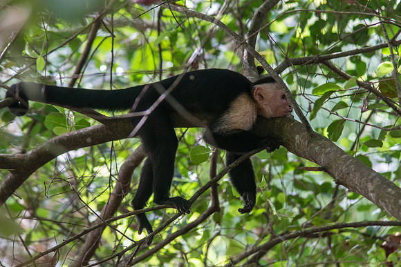 Costa Rica 2020-48