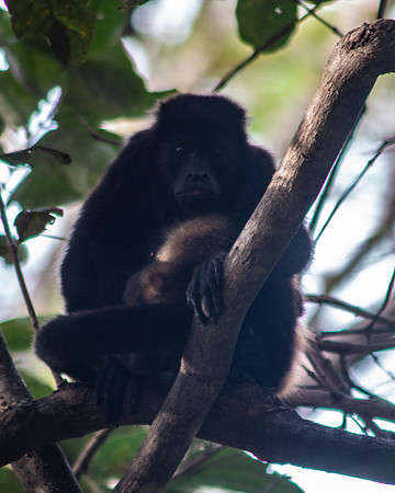 Costa Rica 2020-2