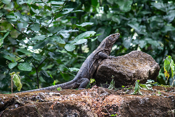 Costa Rica 2020-5