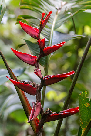 Costa Rica 2020-134