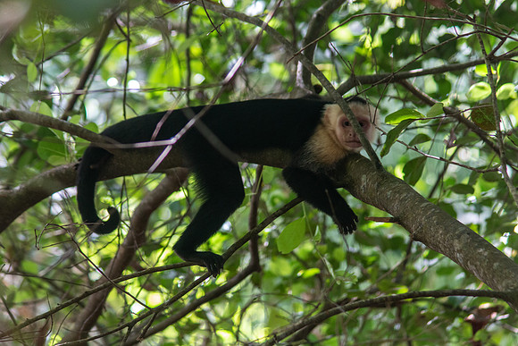 Costa Rica 2020-49