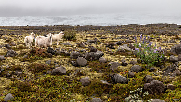 Iceland 2018-94
