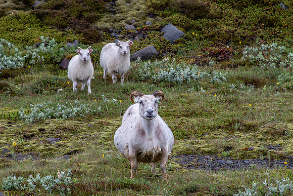 Iceland 2018-93