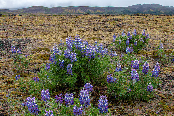 Iceland 2018-12