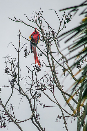 Scarlet Macaw (Lapas Rojas) - Costa Rica 2022-16