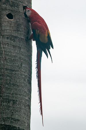 Scarlet Macaw (Lapas Rojas) - Costa Rica 2022-10
