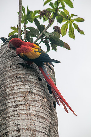Scarlet Macaw (Lapas Rojas) - Costa Rica 2022-11