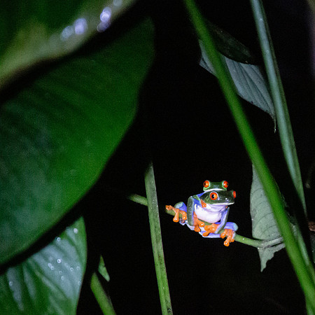 Red-eyed tree frog - Costa Rica 2022-49