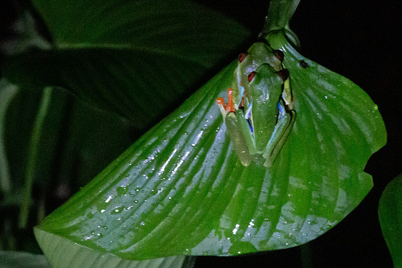 Red-eyed tree frog - Costa Rica 2022-47