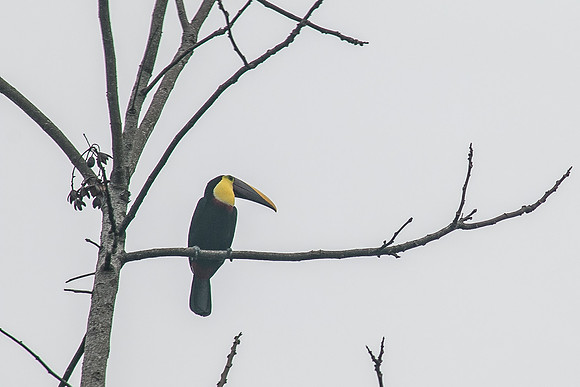 Chestnut-mandibled toucan - Costa Rica 2022-22