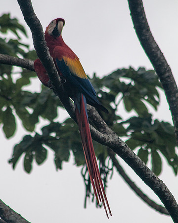 Scarlet Macaw (Lapas Rojas) - Costa Rica 2022-8