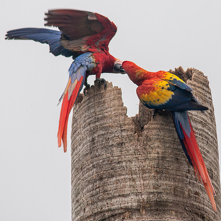Scarlet Macaw (Lapas Rojas) - Costa Rica 2022-3
