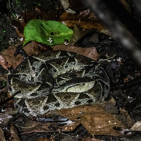 Fer-de-Lance 1 - Costa Rica 2022-52