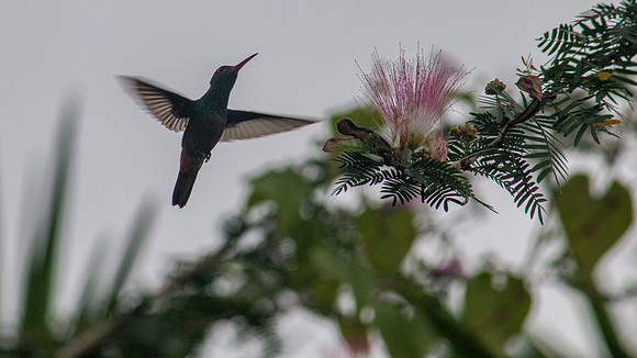 Hummingbird - Costa Rica 2022-25