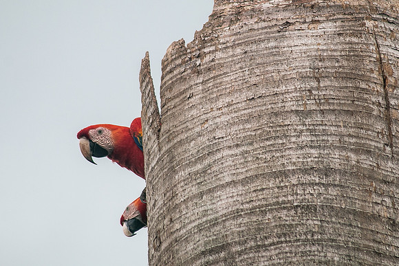 Scarlet Macaw (Lapas Rojas) - Costa Rica 2022-18