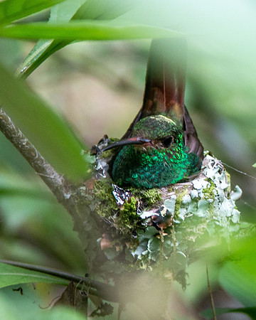 Hummingbird nest - Costa Rica 2022-56