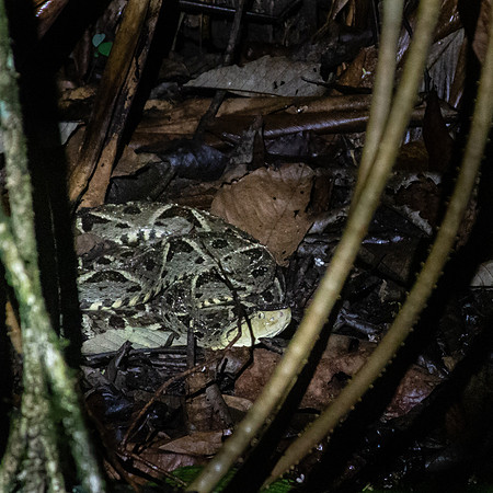 Fer-de-Lance 2 - Costa Rica 2022-53