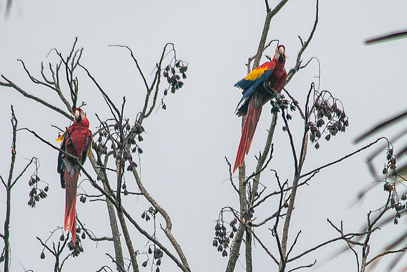 Scarlet Macaw (Lapas Rojas) - Costa Rica 2022-17
